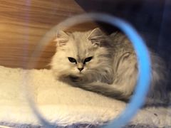 -喵百万·布偶·蓝金金渐层英短·猫舍(百子湾店)