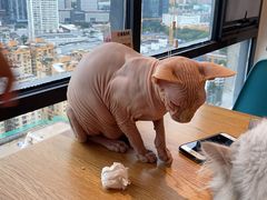 -猫小主咖啡·猫咖cat cafe(福田店)