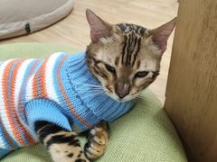 -猫和宫(六道口店)