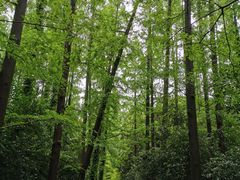 -东平国家森林公园