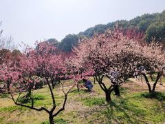-无锡梅园公园