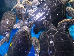 -烟台海昌鲸鲨海洋公园