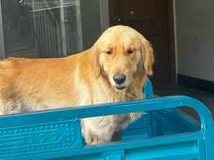 -傻根大肉面(三美店)