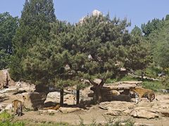 -北京野生动物园