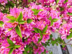-莲花山公园