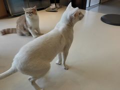 -飞行喵MR PILOT|猫舍·猫咖(静安大融城店)