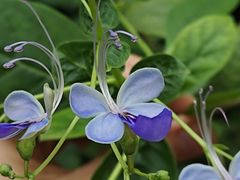 -中国科学院华南植物园