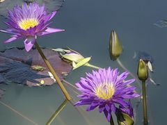 -国家植物园南园