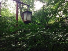 龙井-龙井壹号·茶缘山景宴(龙井村店)