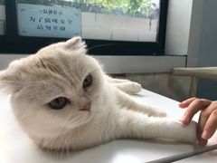 -喵的天空名猫咖啡馆·撸猫·猫舍·用品