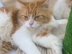 -喵园·猫主题咖啡厅·撸猫·猫咖(国贸店)