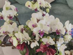 -雅曼妮spa美容养生