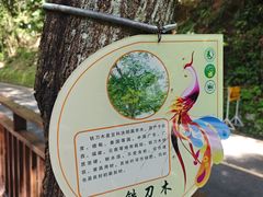 -西双版纳原始森林公园