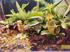 -中国科学院西双版纳热带植物园