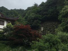 -十八棵（老龙井）御茶园(老龙井店)