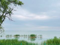 -西京湾花海