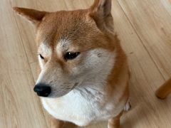 -柴の食堂·日式家庭料理·熊之肆(大学路店)