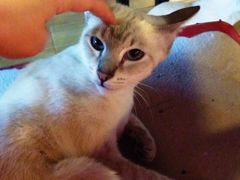 -Cappucimeow猫咪咖啡馆(韦伯时代店)