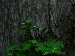 -同里国家湿地公园