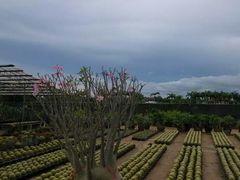 -东芭乐园