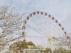 -顾村公园