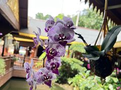 -西双版纳原始森林公园