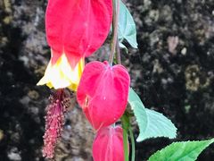 -桤木河湿地公园