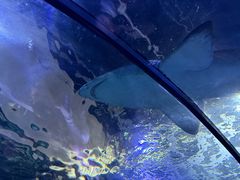 -悉尼海洋生物水族馆