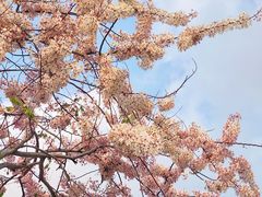 -白石龙音乐公园