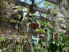-中国科学院西双版纳热带植物园
