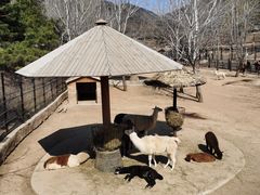 -大连森林动物园