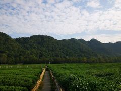 -中国茶叶博物馆(双峰馆区)