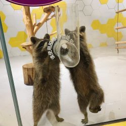 -七巧国萌宠乐园(龙湖天街店)