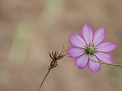 -桤木河湿地公园