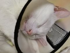 -伟伟宠物医院·CT影像中心·瑞派犬猫综合性门诊(汉口总院)
