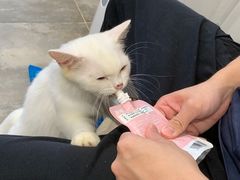 -楼上猫咖(罗湖店)