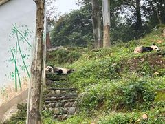 -中国大熊猫保护研究中心雅安碧峰峡基地