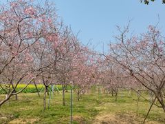 -天适樱花悠乐园