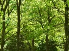 -西湖风景区-江洋畈生态公园