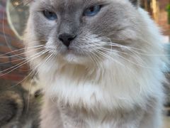-豆逗聊愈猫阁Easy Life