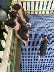 -萌宠亲子动物乐园(槐房万达店)