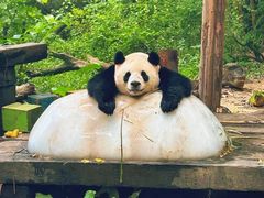 -广州长隆野生动物世界