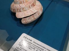 -青岛贝壳博物馆