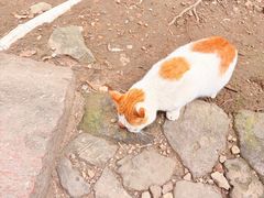 -灵顺寺