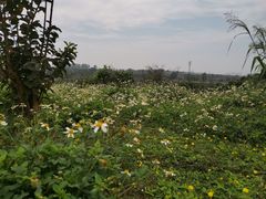 -侯臣咖啡文化村