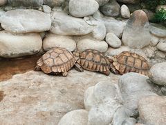 -南宫五洲植物乐园
