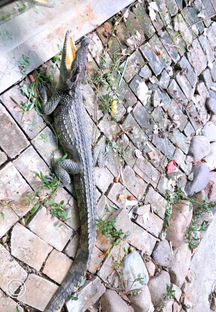 虎鳄农场动物主题公园