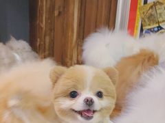 -百好乐宠物友好餐厅(朝外大街店)