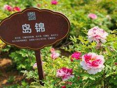 -洛阳市牡丹公园