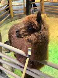 -Zoolung Zoolung动物主题公园(海信广场店)